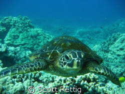 Little honu in Hawaii by Scott Rettig 